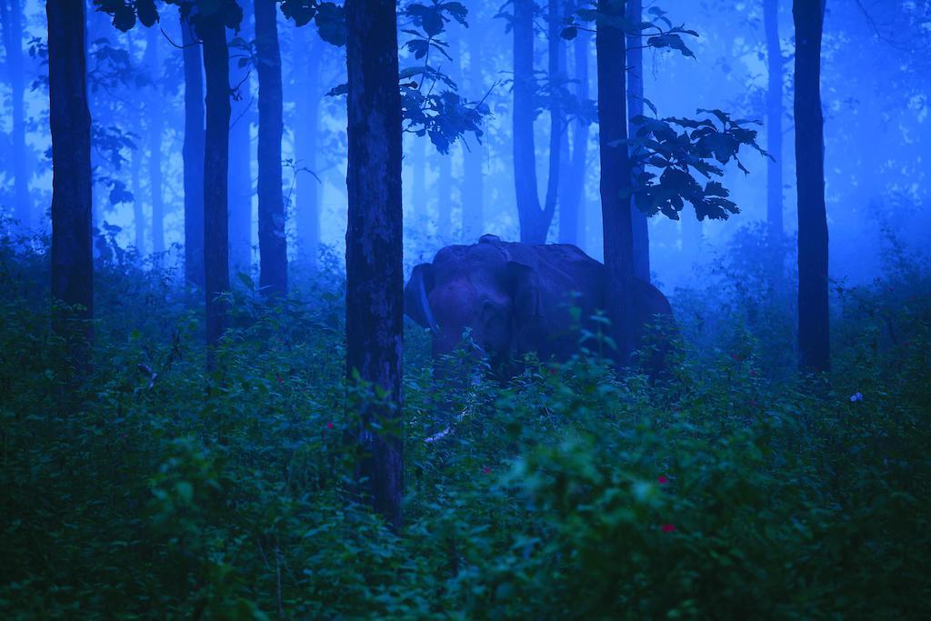The Woods Resorts Wayanad Sultan Bathery Exterior photo